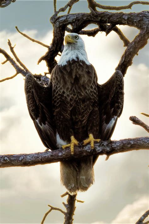 Stand Proud Eagle Photograph By Ronald Kotinsky Fine Art America