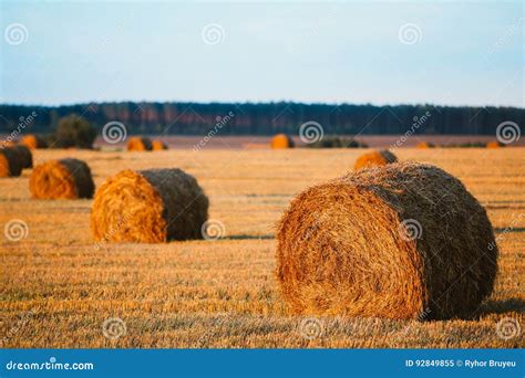 Rural Landscape Field Meadow With Hay Bales After Harvest In Sunny