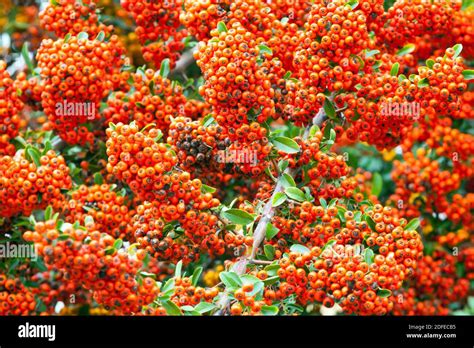 Orange Pyracantha Berries Pyracanthas Bush Stock Photo Alamy