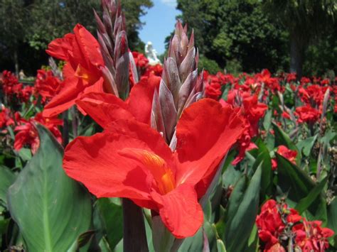 Canna Lilies Tips For Planting And Growing Cannas