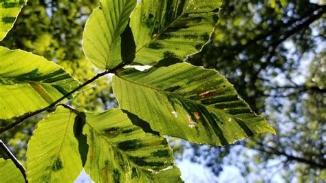 Beech Leaf Disease Nydec