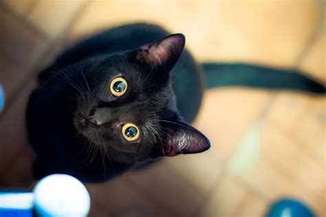 13 Instagram Famous Black Cats That Prove All Kitties Are Beautiful