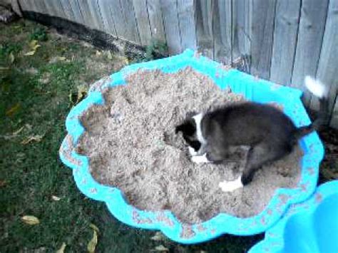 What Animal Is Digging Holes In My Yard Australia - what animal is digging holes in my yard at night australia