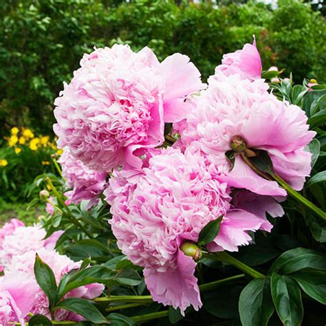 Double Peony Light Pink K Van Bourgondien