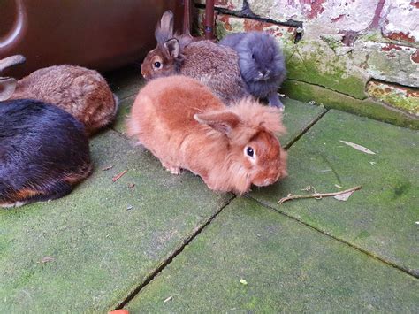 Really Cute Baby Rabbits For Sale Sheffield South
