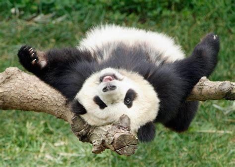 Baby Pandas Love To Play