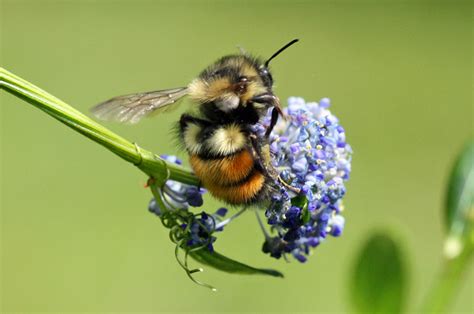 Dec 12, 2011 · this publication is a comprehensive guide to growing and identifying native wildflowers suitable for planting in georgia. Native bee forage: California lilac - Honey Bee Suite