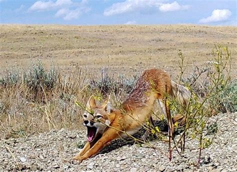 Swift Foxes Considered Locally Extinct For Decades In Montana Are