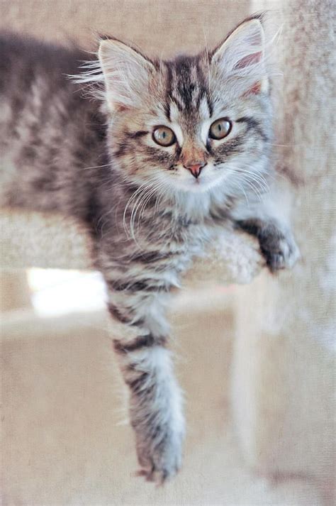 Brown Tabby Kitten By Kelley Nelson Beautiful Cats