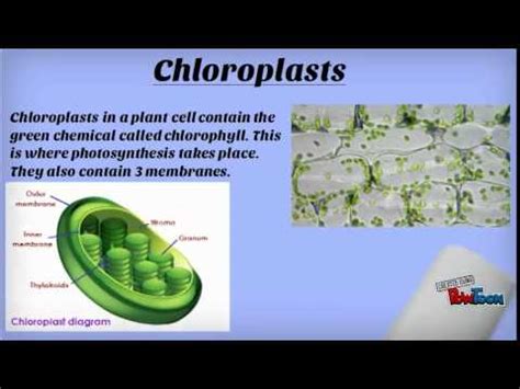 Chromatin is another word for dna and is found in the nucleus. Science Revision - Year 9 - YouTube
