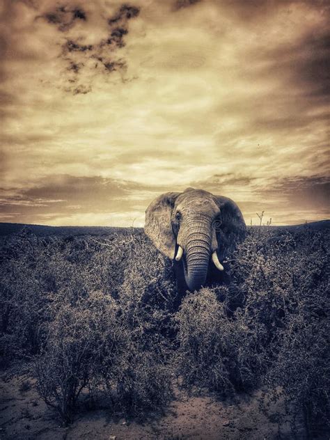 An Editted Version Of The Original Picture Taken Of An Amazing Elephant