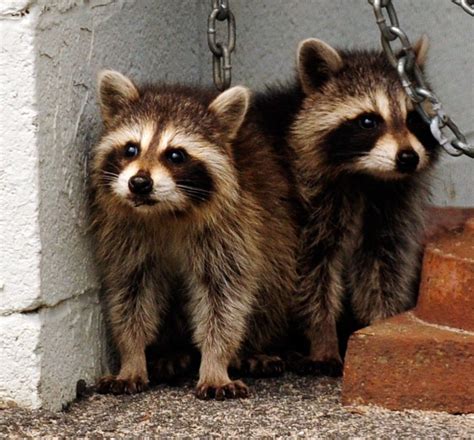 Panda!\r in the garage dr. Trash panda | News, Sports, Jobs - Adirondack Daily Enterprise