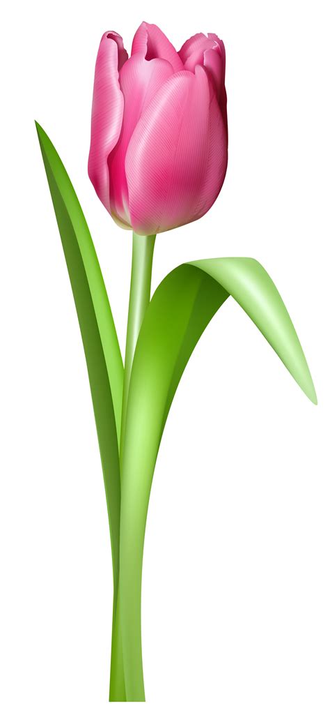 Tulip Png Transparent Images Png All