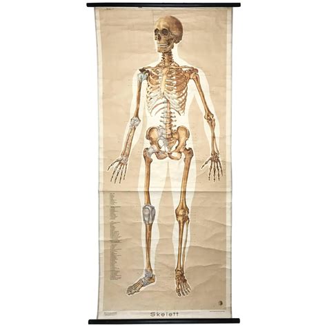 Set Of 6 Frohse Anatomical Teaching Charts For Sale At 1stdibs