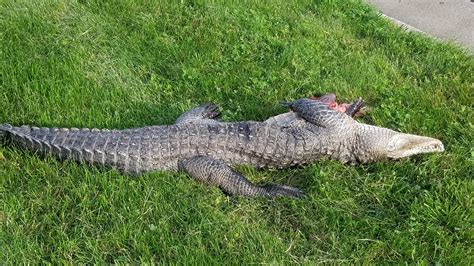 Alligator Dies After Being Struck By Vehicle In Delta Twp Mi