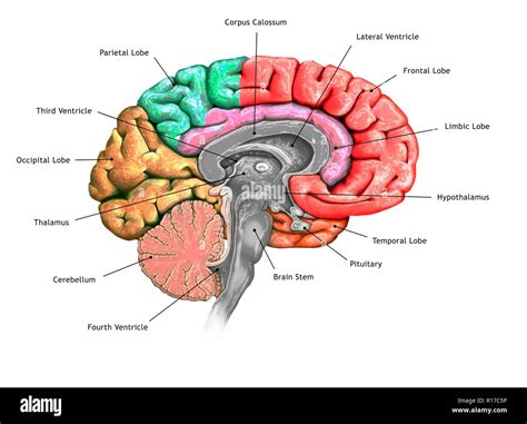 Illustration Of A Cross Section Of The Brain Showing The Various Lobes The Lobes Are Shown In