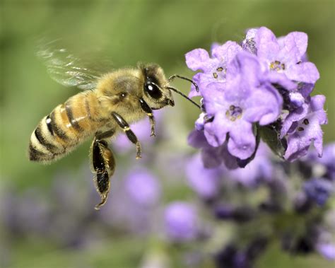 13 Foods You Never Realized Existed Because Of Honey Bees