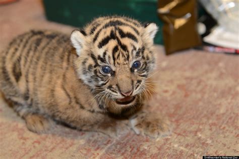 National Zoos Sumatran Tiger Cubs Pass Checkup With Roaring Colors