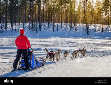 Dog Sledding Lapland Sweden Stock Photo Alamy