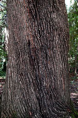 Most maples, as they mature, eventually form brown or gray bark. Wood ID Please | Hearth.com Forums Home