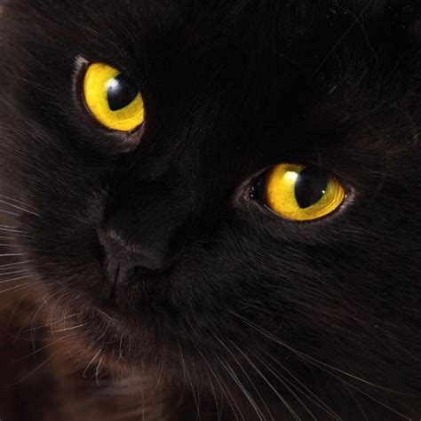 Black Cat With Yellow Eyes Rblackcats