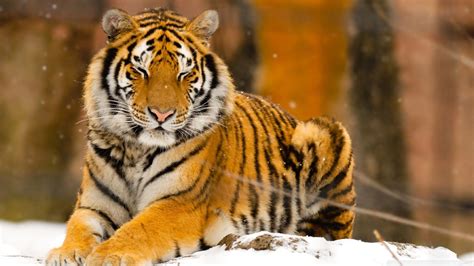 Animal Tiger Hd Wallpaper