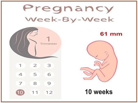 Baby Development 10 Weeks Latest News