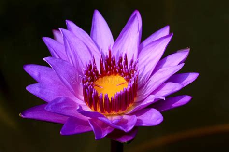 Selecione entre imagens premium de lotus flower da mais elevada qualidade. Purple Lotus Flowers Royalty Free Stock Photo - Image ...