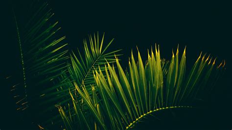 Palm Tree Leaves Branches 4k Wallpapers Hd Wallpapers Id 30470