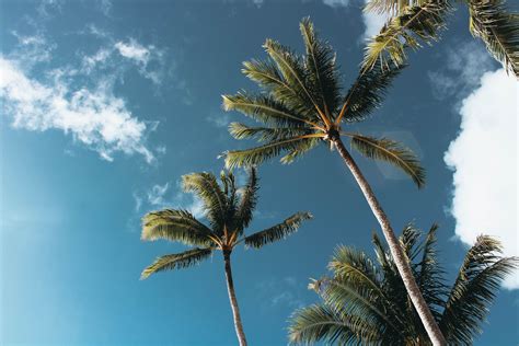 Palm Tree Desktop Wallpaper Kolpaper Awesome Free Hd