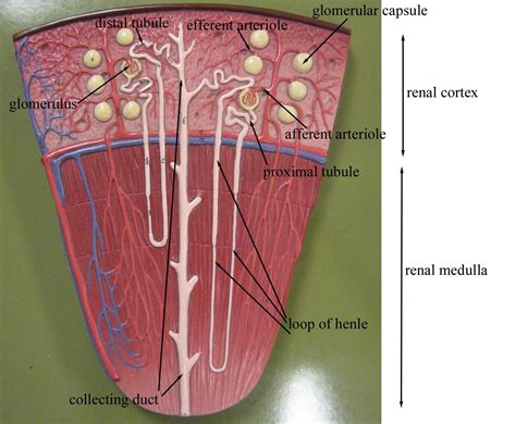 Kidney Nephron Model Labeled Medical Things Kidney Anatomy Human