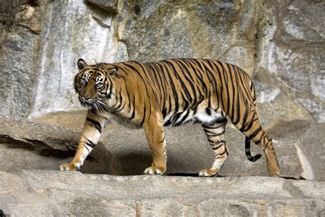 Sumatran tiger - Wikipedia