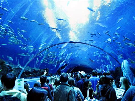 The Georgia Aquarium Series The Coolest And Largest Oceanariums In