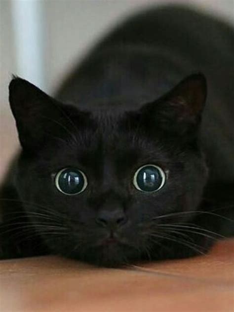 Grey baby cat with extremely big eyes. Black Cat Staring | LuvBat