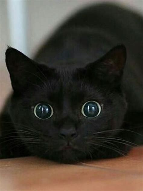 Black cat can give the best of them the runaround, but catwoman's vast knowledge and experience wins. Black Cat Staring | LuvBat