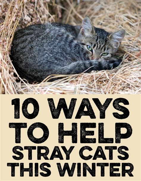 Is It Ok To Feed Feral Cats