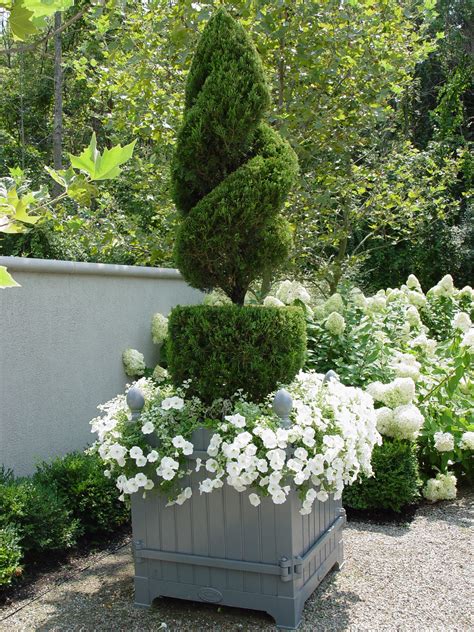 Topiary Juniper In Orangerie Box Topiary Garden Garden Containers