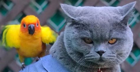 Can A Cat And A Parrot Get Along We Love Cats And Kittens