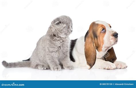 Gray Kitten Sitting With Basset Hound Puppy Isolated On White B Stock