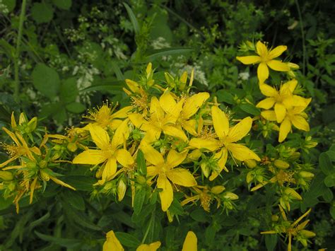 Fiori spontanei gialli from live.staticflickr.com. Hypericum perforatum L. - Schede delle erbe, piante e ...