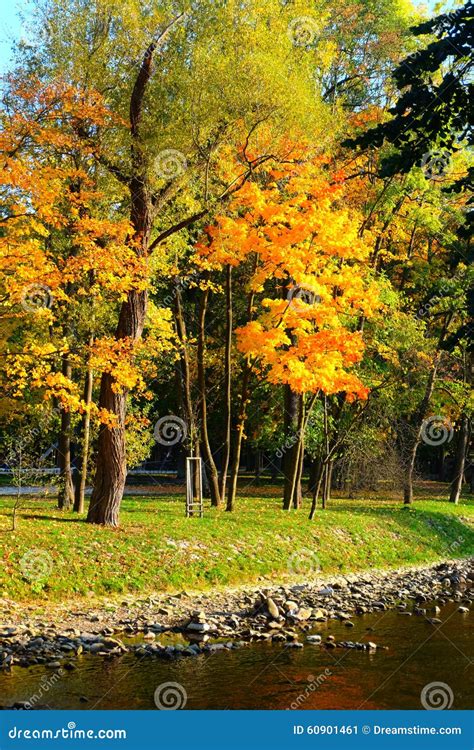 Golden Autumn Tree And River Stock Image Image Of Colour Color 60901461