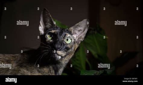 Tortoiseshell Oriental Shorthair Cat With Vivid Green Eyes Stock Photo