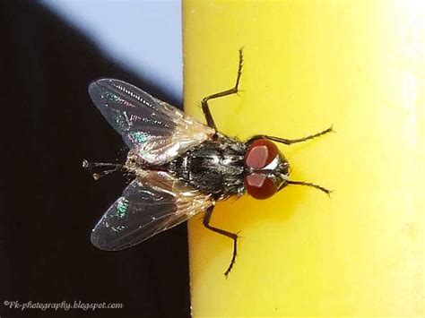 Common House Fly Musca Domestica Nature Cultural And Travel