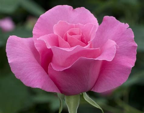 Cores, Natureza e Vida: Flores lindas!!!