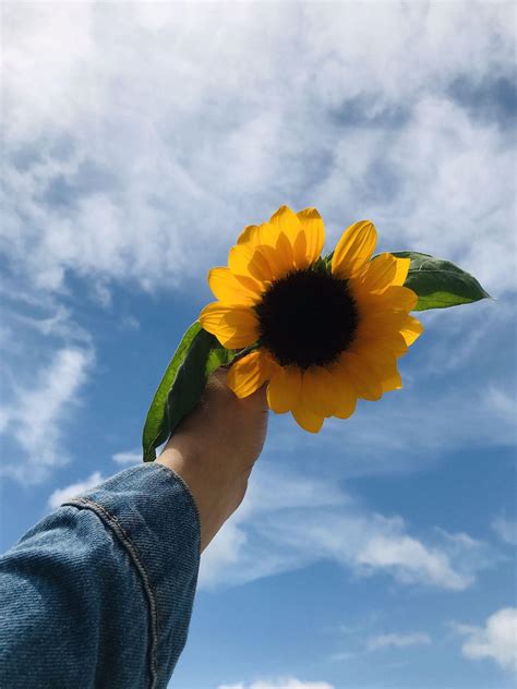 Cute Aesthetic Sunflower Wallpapers Wallpaper Cave 00a