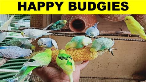 Happy Budgies Love Birds Sweet Corn Feast Budgies Sounds Parakeet