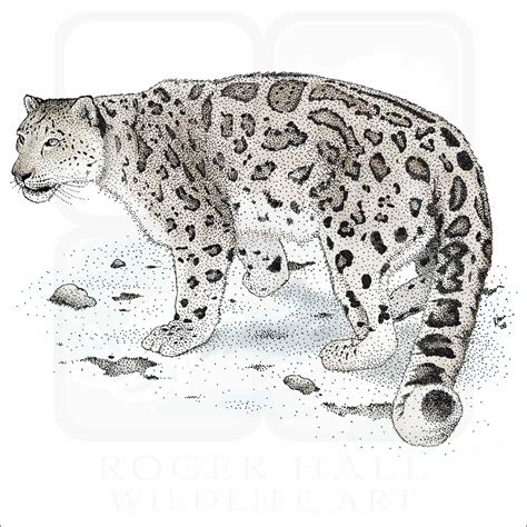 Snow Leopard Signed Fine Art Print
