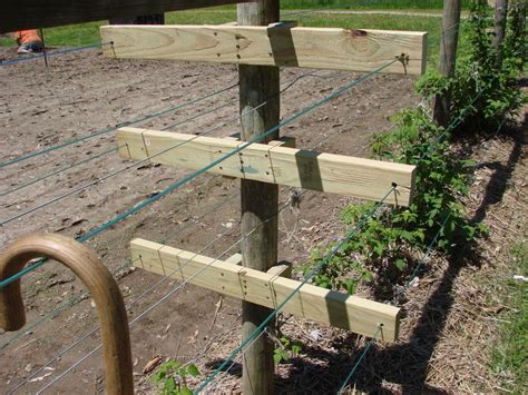 A Closer View Of My Raspberry Trellis This Is The Middle Support I