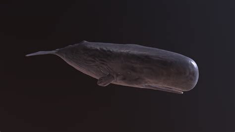 whales a 3d model collection by pikaia pikaia2 sketchfab