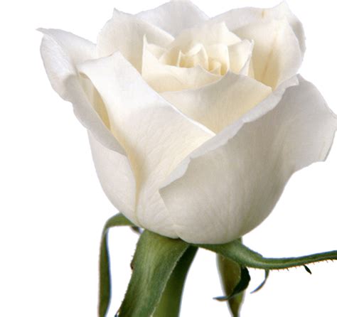 Rose Flower White Wallpaper White Roses Png Download 800754 Free